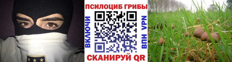 Псилоцибиновые грибы Psilocybe  Циолковский 